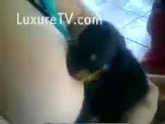 A cute dog is being milked by a hobbyist milker.